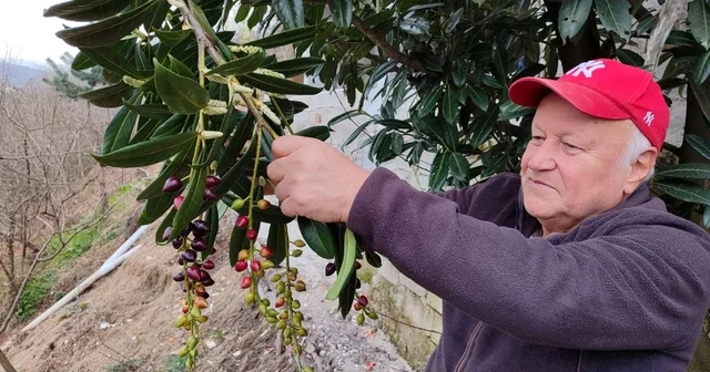 Kış ortasında yalancı bahara aldanan karayemiş ve dut ağaçları çiçek açıp meyve verdi Giresun Haberleri