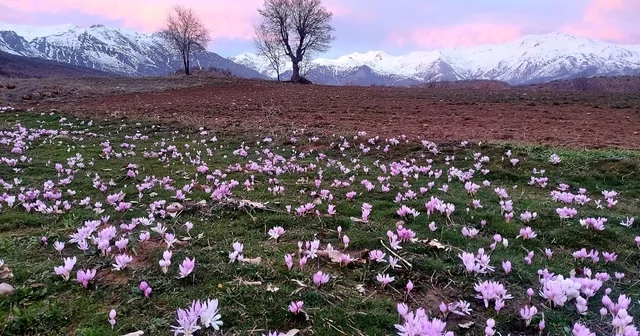 Elazığ da baharın habercisi çiğdemler erken açtı Elazığ Haberleri