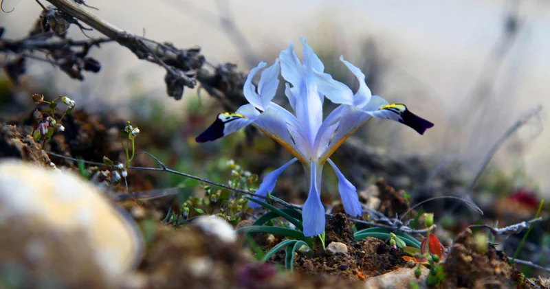 Cemre düşme tarihleri: 2026 Cemre havaya, suya, toprağa ne zaman düşecek, ilk Cemre düştü mü?