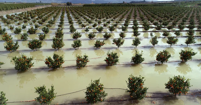 Tarım arazileri su altında kalan Adana da hasatlar 45 gün gecikecek Adana Haberleri