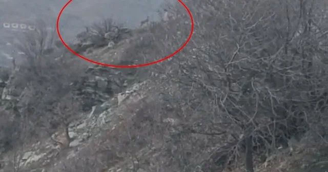 Diyarbakır da nesli koruma altında bulunan dağ keçileri görüntülendi Diyarbakır Haberleri