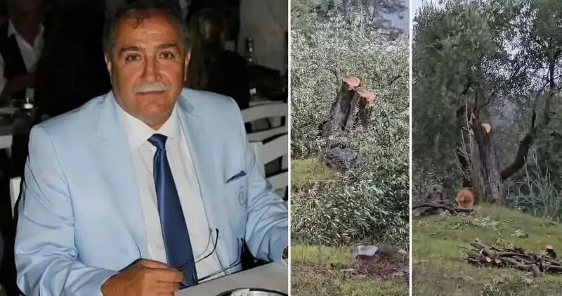 Zeytin ağacı katliamı sonrası istifa etmişti: CHP li Kılbey in cezası belli oldu Muğla Haberleri