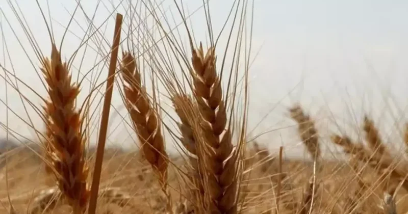 TMO, kuruma ait ekmeklik ve makarnalık buğdayı TÜRİB üzerinden günlük satışa açtı