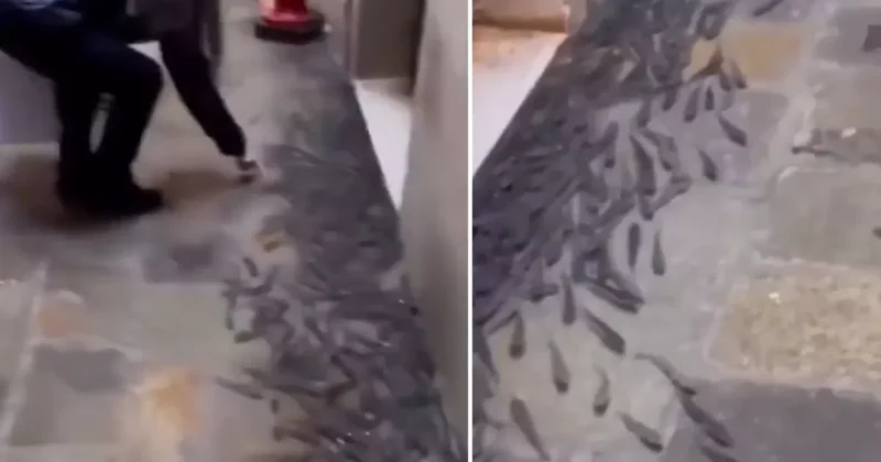 Ülkede şoke eden görüntü! Balıklar sokaklara taşındı