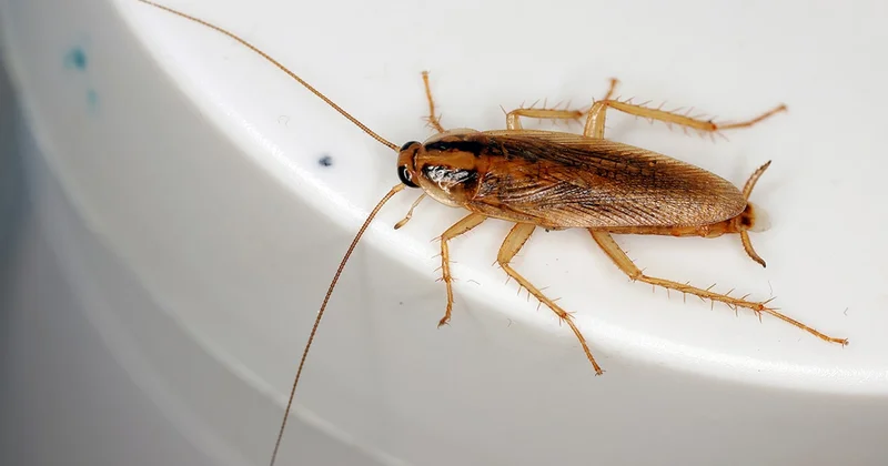 Evinizde hamamböceği görüyorsanız, ona teşekkür edin Sözcü Gazetesi