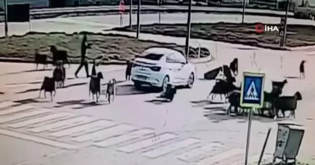 Otomobilin koyun sürüsünün arasına daldığı anlar kamerada