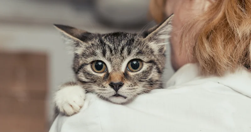 17 Şubat Dünya Kediler Günü: Evcil dostlarımızın şaşırtıcı yetenekleri ve ilginç gerçekleri