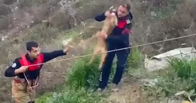 Hatay’da dereye düşen oğlak ve onu kurtarmaya girip mahsur kalan vatandaş kurtarıldı VİDEO İZLE