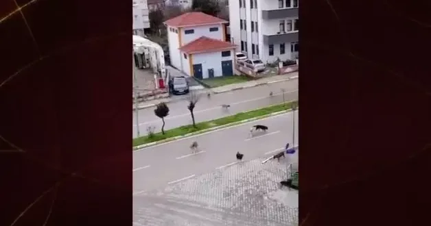 Okul yolunda köpek terörü! Aileler Köpek saldırısında sorumlusu kim olacak? diye sordu