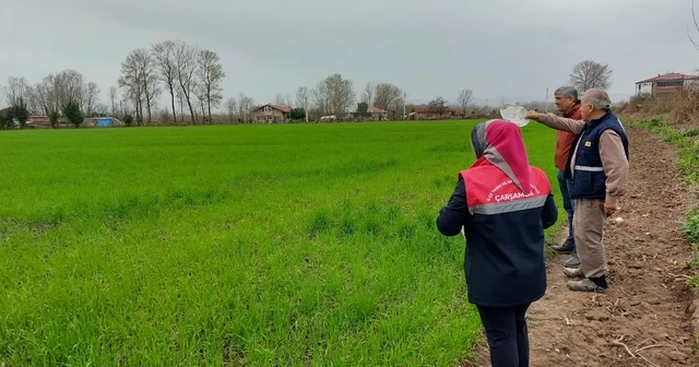 Çarşamba da fenolojik gözlem ve destekleme çalışmaları Samsun Haberleri