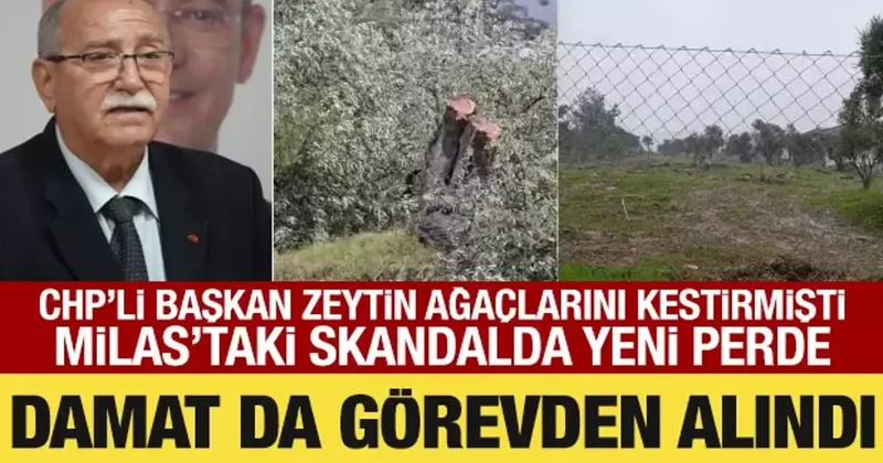 CHP’li başkan zeytin ağaçlarını kestirmişti: Damadı da görevden alındı