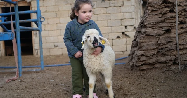 Muş ta hayvan sayısı 1,4 milyonu aştı: 650 bin kuzu ve oğlak doğumu bekleniyor Muş Haberleri