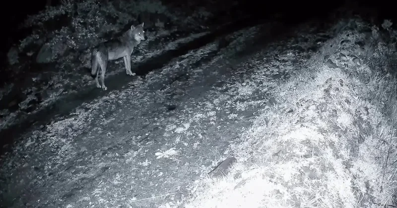 Tekirdağ’da ormanda kurt ve iki karaca görüntülendi