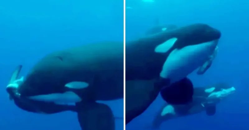 Denizlerin efendisi kim? Orkalar köpekbalığını saniyeler içinde parçaladı