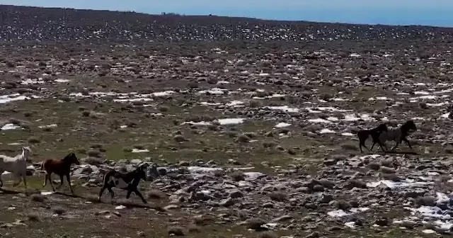 Karacadağ’da yılkı atları özgürlüğe koştu o anlar havadan görüntülendi VİDEO İZLE