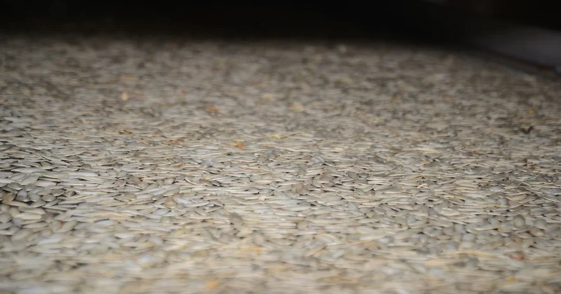 Antep fıstığı veya ceviz değil: Baklavanın içine bunu koyuyorlar, Türkler kapış kapış alıyor Sözcü Gazetesi