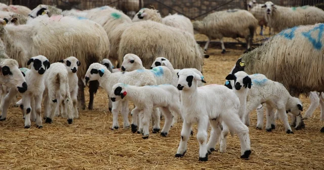 Hayvancılara kritik uyarı: Kuzu ve buzağı bakımında ilk saatler hayati önemde Samsun Haberleri