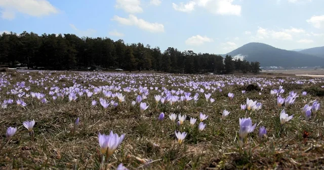Yaylalar, baharın habercisi çiğdem çiçekleri ile renklendi Bolu Haberleri