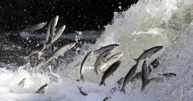 İnci kefali göçünün en çok izlendiği Deliçay da su seviyesi yükseldi Van Haberleri