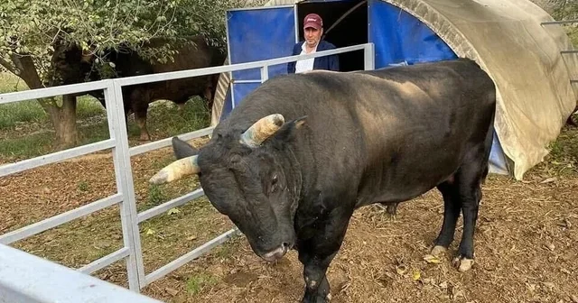 Boğa sahibini hastanelik etti Aydın Haberleri