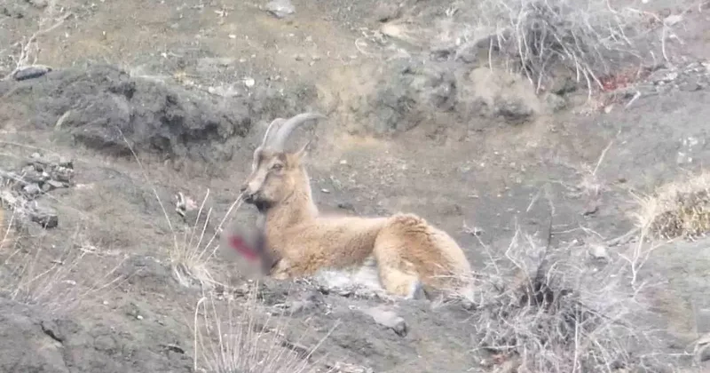 Erzurum’da kaçak avcılar yaban keçisini yaraladı