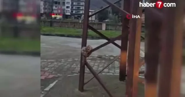 Sevimli baykuş sokak direğinde uyuya kaldı