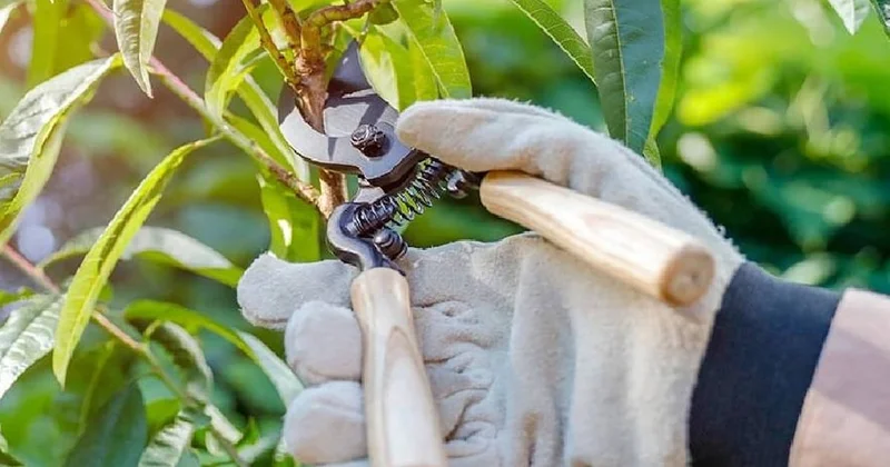 Bahçenize asla dikilmemesi gereken ağaçlar: Evin temelini mahvediyor Sözcü Gazetesi