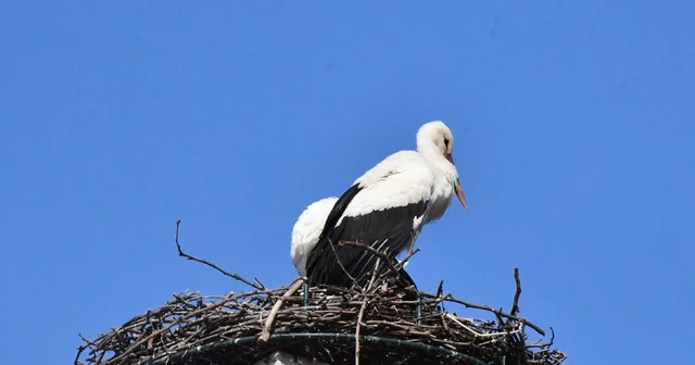 Yuva yapacak alan bulamayan leylekler yeniden İznik te Bursa Haberleri