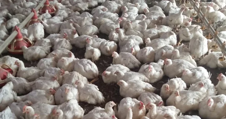 Mersin de bir tavuk çiftliğinde kuş gribi tespit edildi