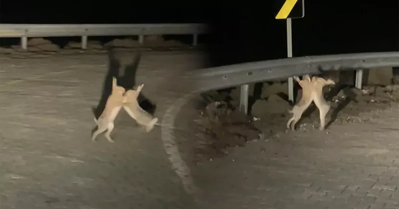 Kavga eden tavşanlar böyle görüntülendi