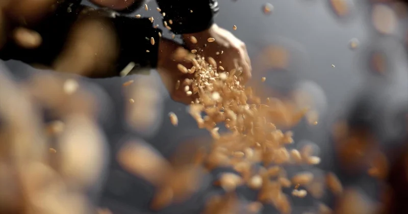 Tahıl tohumluklarının sertifikasyonu elektronik ortamda gerçekleştirilecek