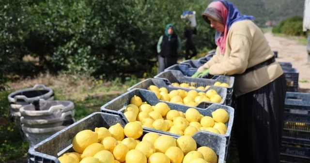 TÜİK e göre limonda üretici fiyatları yıllık yüzde 410 yükseldi Bursa Haberleri
