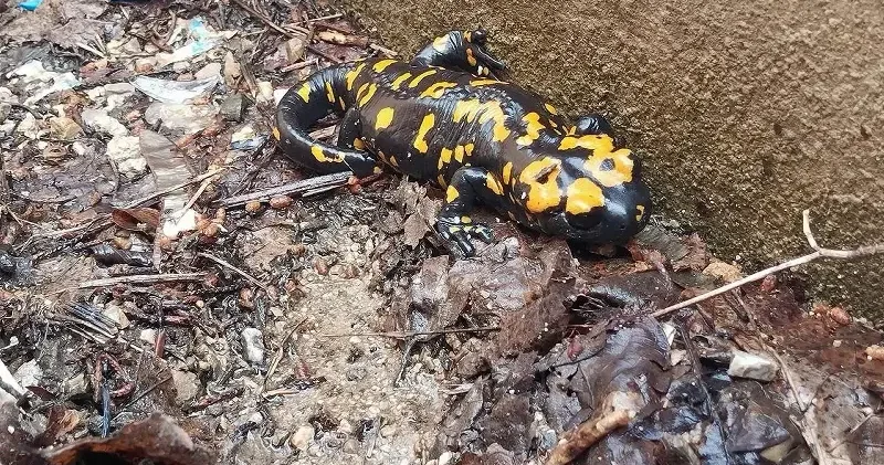 Nesli tehlike altındaydı: Bir ilde daha sarı benekli semender görüldü Aktüel Haberleri