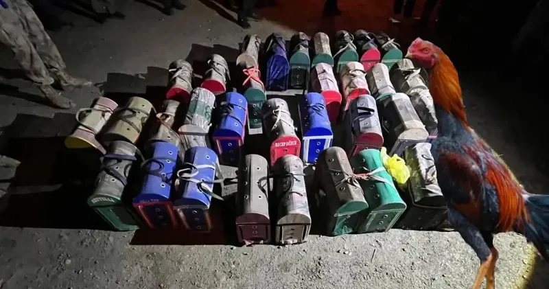 Çadırda tribün ve ring kurmuşlar: Sakarya’da yasak horoz dövüşüne baskın Gündem Haberleri