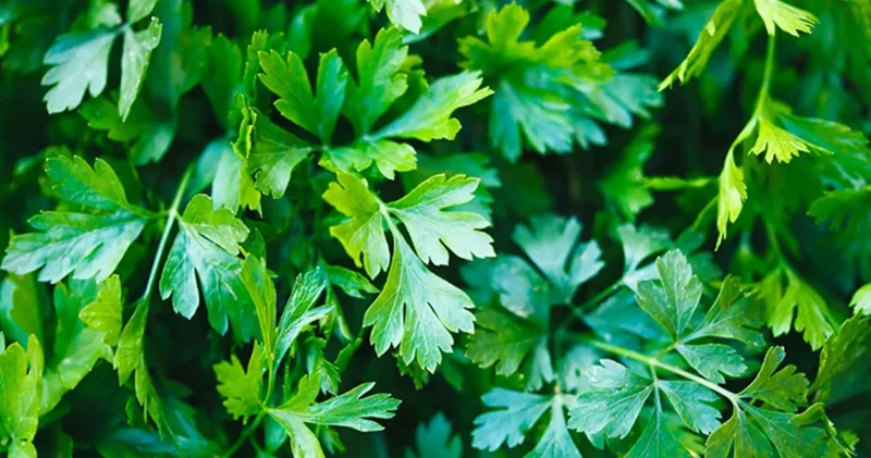 Böbrek taşı sancısı çekenler buraya: O sebze süreci kolaylaştırıyor