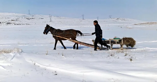 Zorlu kış şartlarında yaban hayvanları için atlı kızakla yem taşıdı Erzurum Haberleri