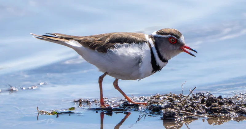 Takkeli cılıbıt Türkiye de ilk kez, Gaziantep te görüldü