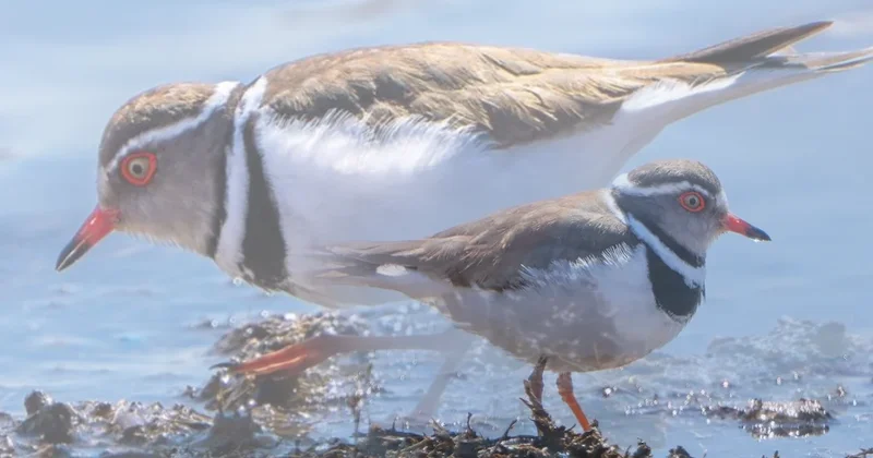 Türkiye’de ilk defa görüldü: 54. oldu, görenler oraya koştu Sözcü Gazetesi