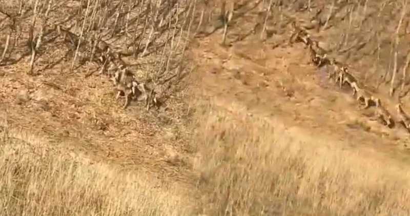 Türkiye de çok ender görülen an! Birdenbire çıktılar asaletleri ile büyülediler