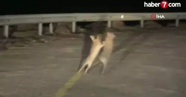 Gülümseten görüntü Çanakkale den: Tavşanlar kavgaya tutuştu