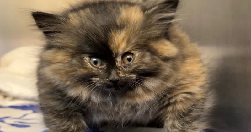 Balon balığına benzeyen kediyi gören şoke oldu! Gerçek bambaşka çıktı Sözcü Gazetesi