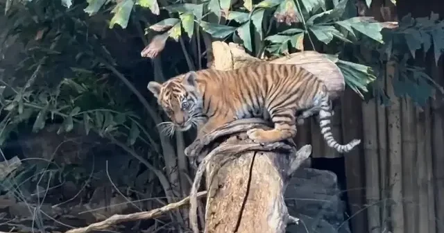 Berlin’de dünyaya gelen yavru Sumatra kaplanı Lilly ilk kez görüntülendi VİDEO İZLE