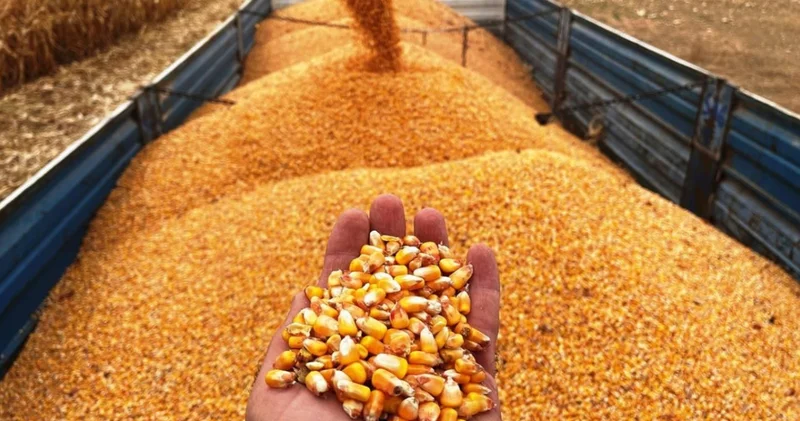 Resmi Gazete de yayımlandı: Mısır ithalatı için tarife kontenjanı açıldı