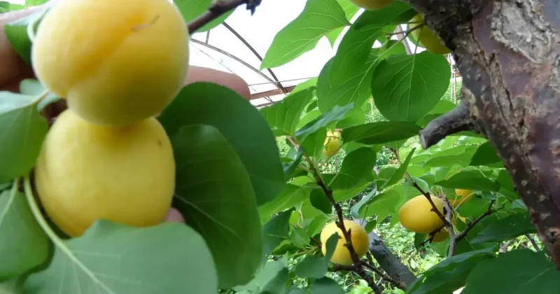 Kayısının hasadı 15 gün gecikti!