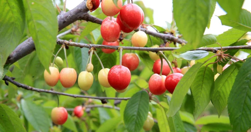 Manisa da yılın ilk kiraz hasadı yapıldı