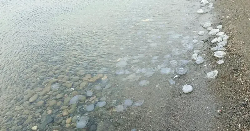 Hatay da sahilde denizanası yoğunluğu