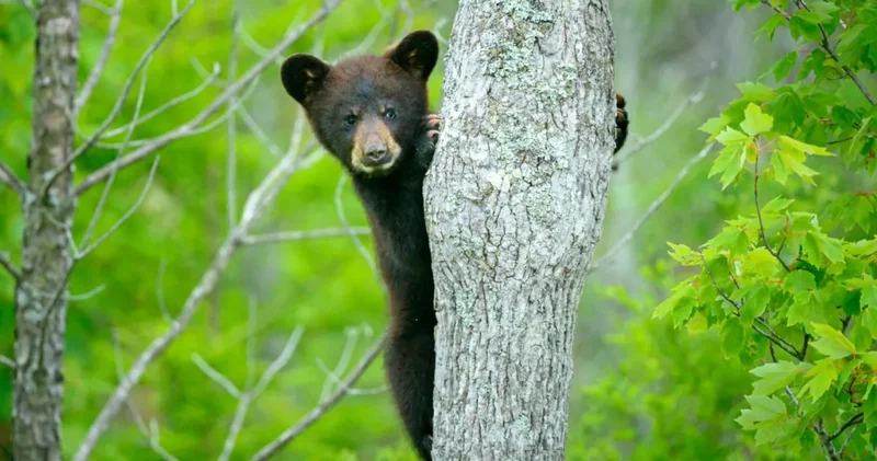 1800 lerde yok olmuşlardı: Ormanlar büyüdü, dev aileler geri döndü