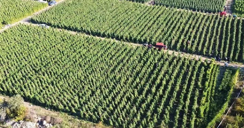 Tarımsal destekleme ödemesi bugün yapılacak
