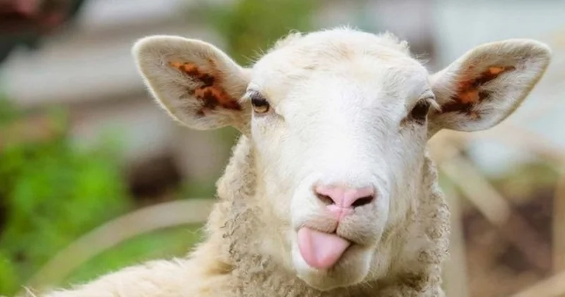 KURBANLIK FİYATLARI 2026 Büyükbaş, küçükbaş kurbanlık fiyatı ne kadar, bu yıl hisseli kurban fiyatı ne kadar olacak?