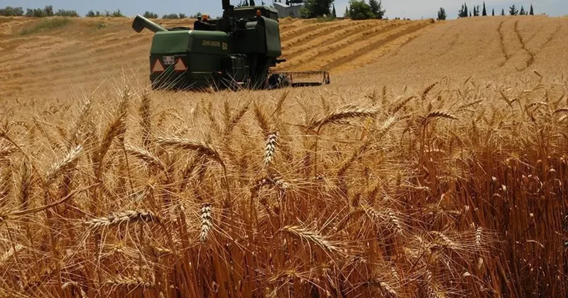 Buğday fiyatlarında artış: Haftalık kazanç iki ayın zirvesinde!